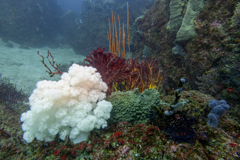 fondo de Atami con muchos corales blancos – Izu